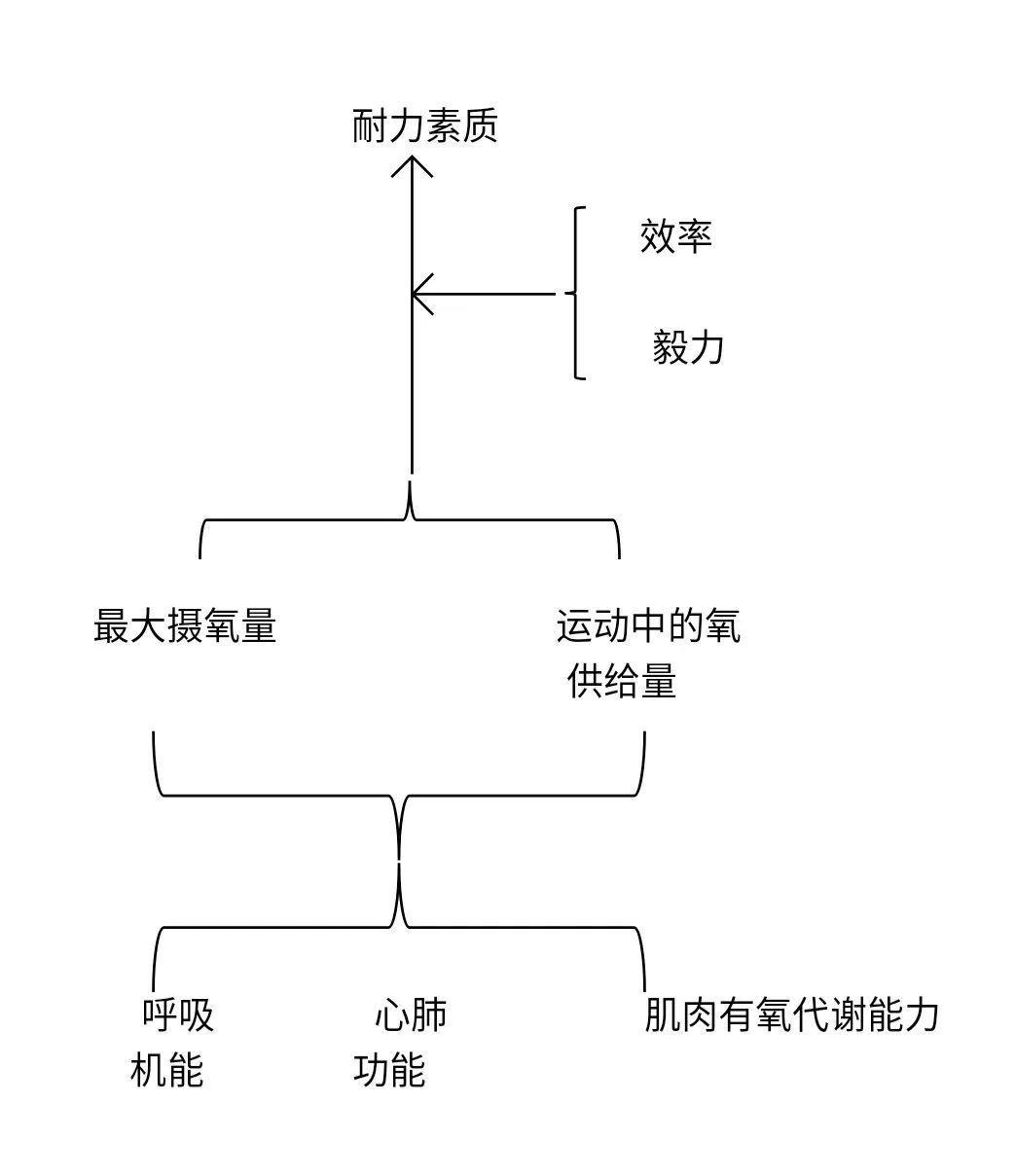 有氧耐力和无氧耐力_跑步无氧耐力和有氧耐力_耐力